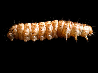 the caterpillar crawls on a black background
