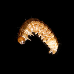 the caterpillar crawls on a black background