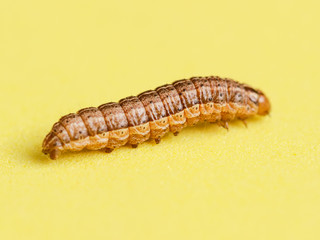 the caterpillar crawls on a yellow background