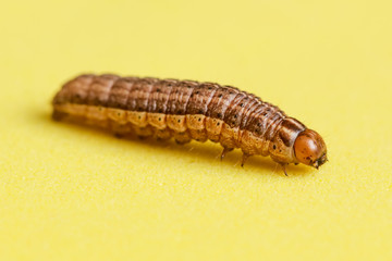 the caterpillar crawls on a yellow background