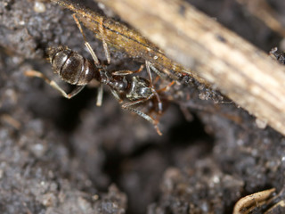The ant is in the black earth