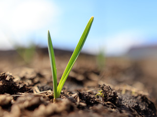 Sprout onion in the soil in the garden