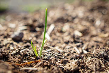 Sprout onion in the soil in the garden