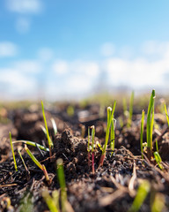 Green grass in the ground against a blue sky