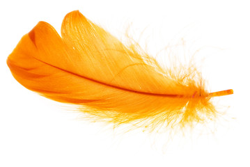 Beautiful orange feather on white background