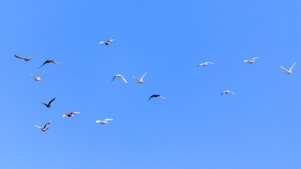 A flock of pigeons in flight against the blue sky