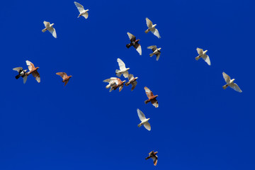 A flock of pigeons in flight against the blue sky
