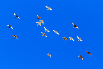 A flock of pigeons in flight against the blue sky