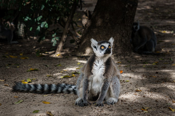 ring-tailed lemur sitting on the ground in zoo.