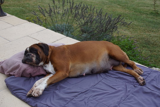 Belle femelle Boxer fauve en fin de gestation couch&eacute;e.