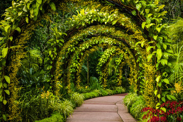 orchid arch in Singapore botanical gardens
