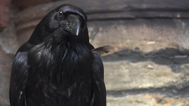 Head and shoulders of a very black raven in Edinburgh