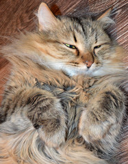 fluffy grey cat lying on the floor of the room