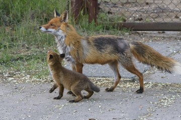 ein Welpe mit seiner Mutter auf einer Strasse