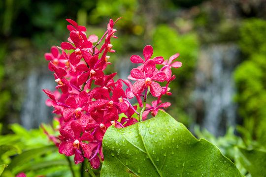 red orchids flowers