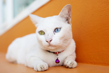 cat has two different eyes colours