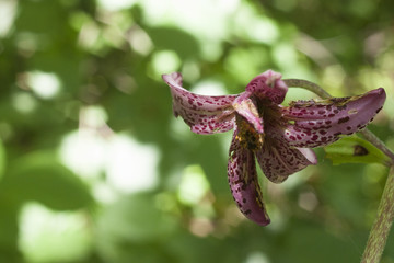 Orchid&eacute;e sauvage