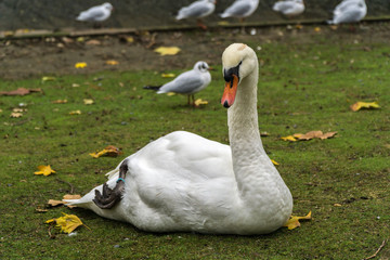 Swan