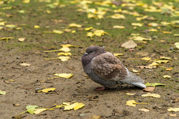 Pigeon