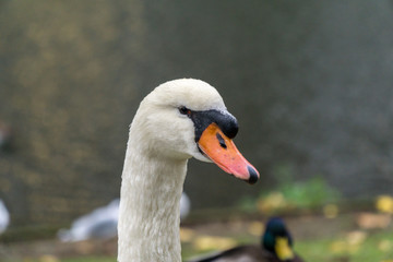 Swan