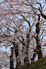 満開の桜の古木