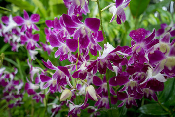 Dendrobium orchids in bloom