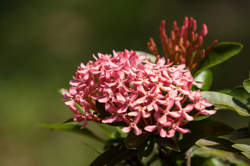 Close up of Small Pink Plumeria flower