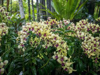 Fototapeta na wymiar Dendrobium orchids in bloom