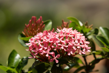 Close up of Small Pink Plumeria flower