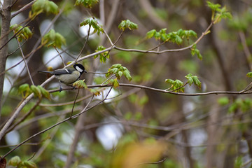 新緑の枝に止まるシジュウカラ