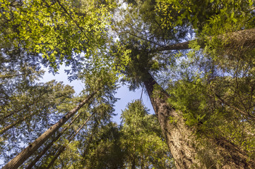 view from below upwards to tree trunks with green leaf crowns rising to the blue sky