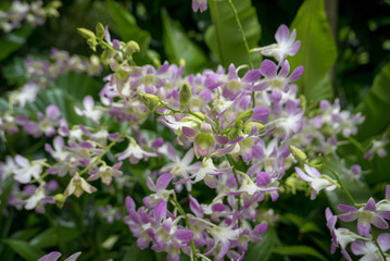Fototapeta na wymiar Dendrobium orchids in bloom