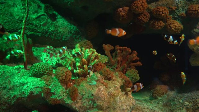 Many fish under the sea.