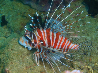 Scorpionfish