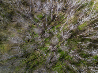Helicopter drone shot. Aerial photography of birch forest, there are no leaves on the trees, green grass