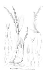 Illustration of plant