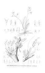 Fototapeta na wymiar Illustration of plant