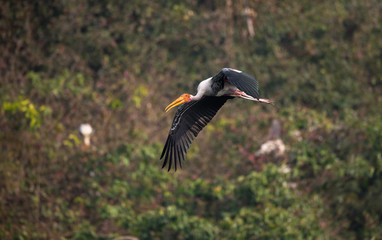 Painted Stork (Mycteria leucocephala)