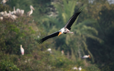 Painted Stork (Mycteria leucocephala)