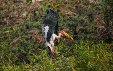 Painted Stork (Mycteria leucocephala)