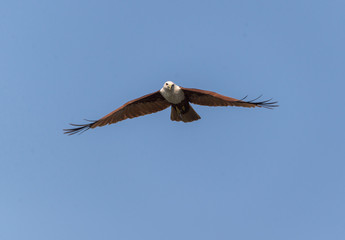 Brahminy Kite (Haliastur indus)