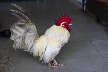 A hen standing in the home