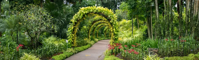 Washable wall murals Garden panorama, orchids in Singapore botanical gardens