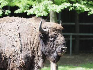 Focus on strong european bison looks and stands alone on sandy ground in enclosure at city of Pszczyna in Poland © Jakub Korczyk