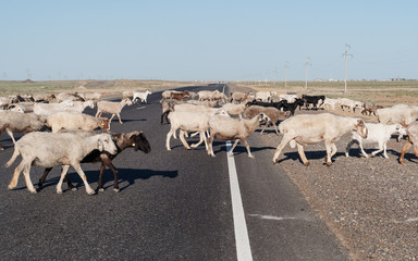 Herd of rams cross the road in Central Asia