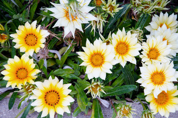 Fototapeta premium Gelbe Blumen für die Mädels