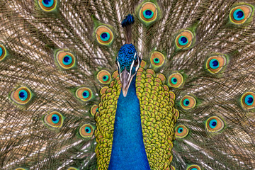 Naklejka premium Blue peacock close up portrait in the zoo.