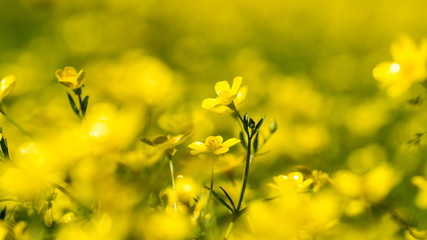 yellow spring flowers
