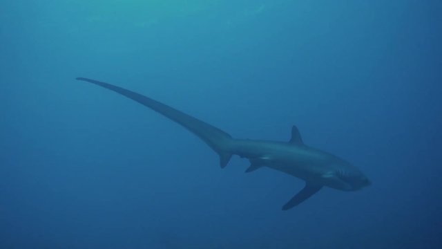 thresher shark at philippines - 4k video