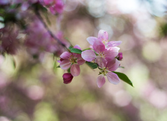 Spring pink blossom
